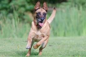Malinois dog dog trick summer attention running dog old dog male. Are Belgian Malinois Cuddly Meet This Protection K 9 S Softer Side Anything German Shepherd