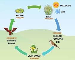 Adanya rantai makanan ini merupakan wujud dari keseimbangan ekosistem. Rantai Makanan Di Sawah Mengenal Pengertian Ciri Ciri Dan Contohnya Kumparan Com