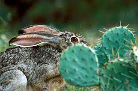 Represents cacti in general (and the fruits in particular) are still staple foods for some residents of mexico and latin america and the prickly pear cactus is raised commercially. Passport To Texas 2017 February