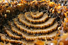 Liquid wasp killer is inadequate to kill a wasp nest in a wall as it won't be able to penetrate deep enough to kill all the wasps. The Incredible Architecture Of Bees Archdaily