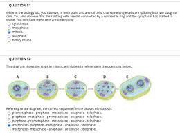 Sequence of animal cell mitosis. Question 51 While In The Biology Lab You Observe In Chegg Com