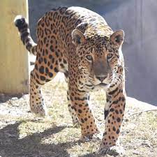A noun is a word referring to a person, animal, place, thing, feeling or idea (e.g. Milwaukee County Zoo Mourns Loss Of Beloved Male Jaguar Pat