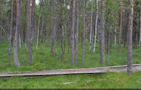 Romania) and it was included by the romanian government in the category of reservations and. Tinovul Poiana Stampei JudeÈ›ul Suceava