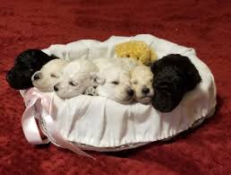 $2,000 (dallas, tx) pic hide this posting restore restore this posting. Blissful Toy Poodles Teacup Toy And Mini Poodles Austin Bastrop Elgin Texas Area