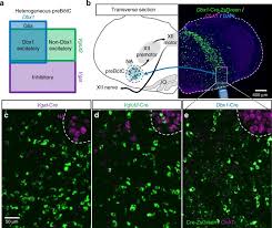 Maybe you would like to learn more about one of these? The Interdependence Of Excitation And Inhibition For The Control Of Dynamic Breathing Rhythms Nature Communications