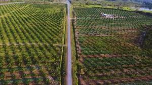 Dirumus khas untuk pokok kelapa sawit. Pemandangan Indah Ladang Kelapa Sawit Di Felcra Lubuk Sireh Perlisaktif