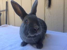 Once rabbits became established, their population increased to plague. Rabbits Products The Rabbitry Center