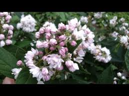 Image result for Deutzia hybrida Pink Pompon