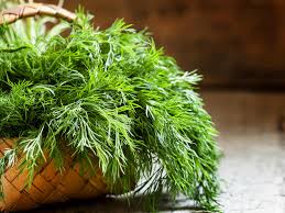 How long does celery take to grow? How To Grow And Care For Dill Lovethegarden