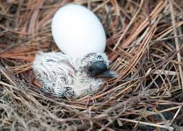 Baby Mourning Dove Two Hours Old Mourning Dove Doves Dove Bird
