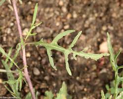 Image result for Diplotaxis tenuifolia