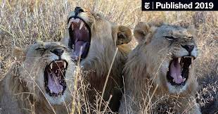 Lion Bones Are Profitable For Breeders, And Poachers - The New York Times