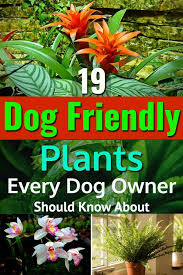 We did not find results for: 11 Pet Friendly Outdoor Plants Ideas Plants Outdoor Plants Dog Friendly Garden