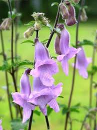 Image result for Ceratotheca triloba