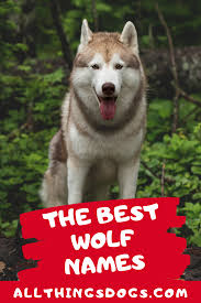 Best Wolf Names Wolf Name Pet Wolf Dog Names