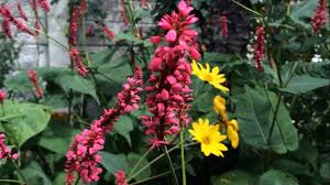 Image result for Persicaria hystricula