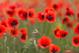 Three Days In Armenia English Russia Beautiful Flowers Poppies Pretty Flowers