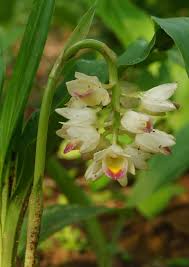 Image result for Synaptolepis alternifolia