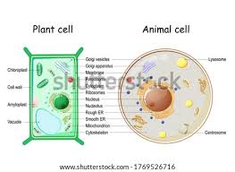 The cell wall is stiff and rigid, and it provides additional protection and support to the cell. Plant Cell Stock Vector Images Avopix Com
