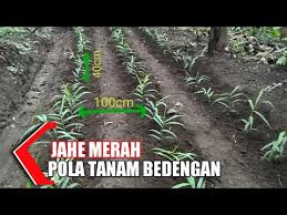 Selain diberi pupuk, pemberian obat yang tepat agar tanaman terhindar dari hama dan penyakit juga perlu dilakukan. Cara Tanam Jahe Merah Pola Bedengan Lahan Terbuka Youtube