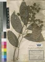 Image result for Aporrhiza