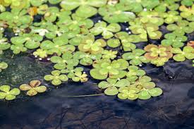 Image result for Marsilea nubica