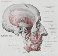 They have shown that the shape of the nasal cavity and. Face Wikipedia