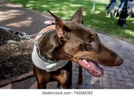 Not sure what the prize is for winning but it must be big, they go all out. Doberman Phinscher Wearing Halloween Costume Trick Stock Photo Edit Now 742336783