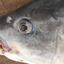 Warna punggung dari ikan black tetra adalah hijau zaitun sedangkan perutnya berwarna putih keperakan. Gambar 2 Tubus Warna Putih Pada Permukaan Pipi Tutup Insang Ikan Download Scientific Diagram