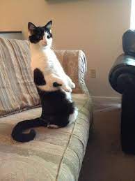 One Minute They Re Totally Normal The Next They Re Standing Like A Human Crazy Cats Funny Cat Pictures Funny Cats