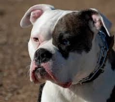 See alapaha blue blood bulldog pictures, explore breed traits and characteristics. Learn More About The Alapaha Blue Blood Bulldog Its Puppies And More