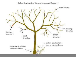 Winter pruning when trees are dormant promotes vigorous growth, so prune then to encourage a good basic struct. How To Prune A Fruit Tree Step By Step Deep Green Permaculture