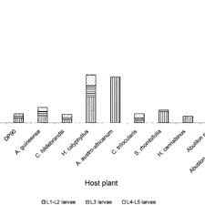 Image result for Cienfuegosia hildebrandtii