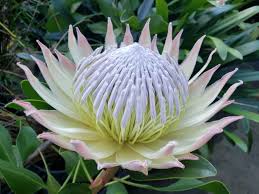 Image result for Protea