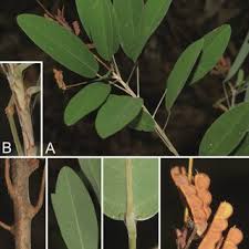 Image result for Grona barbata