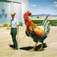 Funny Roosters New Images Photos 2012 Funny Animals Chicken Humor Funny Pictures Rooster