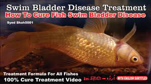 How To Cure Floating Bloated Fish Swim Bladder Goldfish How To Cure Swim Bladder Disease Youtube
