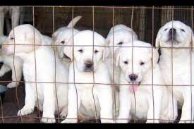 Maybe you would like to learn more about one of these? Akc Polar Bear White Labrador Puppies For Sale In Beach Texas Classified Americanlisted Com