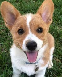 Jolene is an akc red and white pembroke welsh corgi female. Lucy Lou S Corgi Puppies Home Facebook