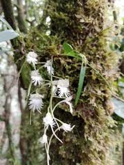Image result for Rhipidoglossum rutilum