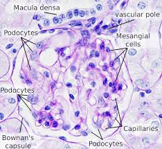 Damaris bausch‑fluck, andreas hofmann, thomas bock, andreas p. Cell Types Podocyte Atlas Of Plant And Animal Histology