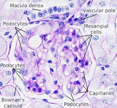 Protein whey protein diet protein mass gainers vegan protein meal replacements casein. Cell Types Podocyte Atlas Of Plant And Animal Histology