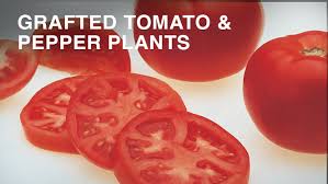 We did not find results for: Totally Tomatoes Tomatoes Peppers Vegetables More