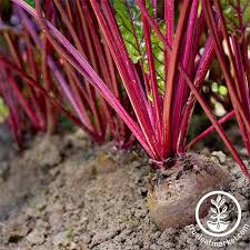 The Best Beet Varieties To Plant This Season Gardeners Path