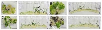 Image result for Urochloa brizantha