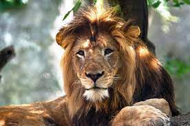 What kind of teeth do lions have? Lioness Killing Of The Father Of Her Offspring Is Extremely Rare Experts Say