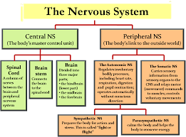 The nervous system is the controlling system of the body and is composed of nerve cells and organs. Neurological Lyme It S All In My Head And Getting On My Last Nerve Nervous System Anatomy Medical School Studying Human Anatomy And Physiology