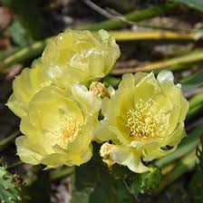 Amazing long wavey leaves and a stunning flower. Prickly Pear Cactus Opuntia Humifusa In Naperville Aurora Batavia Oswego Chicago Wheaton Illinois Il At The Growing Place