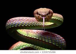 Manggrove Pit Viper Snake Closeup Face Animal Closeup Viper Snake Pit Viper Snake