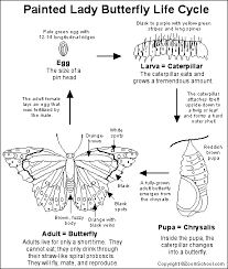 Maybe you would like to learn more about one of these? Painted Lady Butterfly Lifecycle Printout Enchantedlearning Com